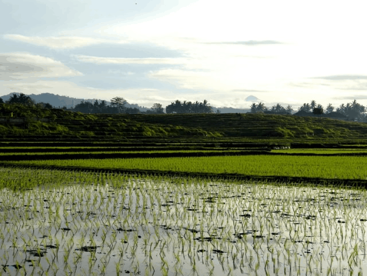 Rice Suppliers In Pakistan