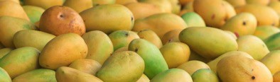 Importing Mangoes from Pakistan to the UK