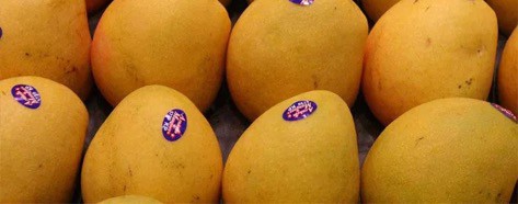 Importing Mangoes from Pakistan to USA