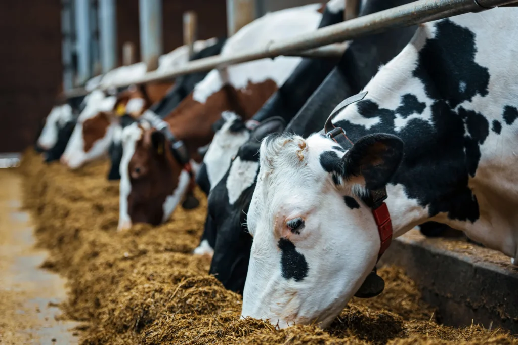 animal feed manufacturers